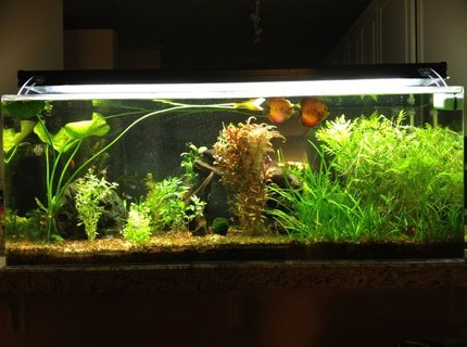 60 gallons planted tank (mostly live plants and fish) - 60gal ("Pass Through") 60 gallons planted tank (mostly live plants and fish) - 60gal ("Pass Through")