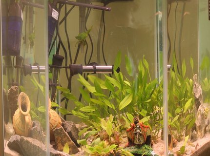 45 gallons planted tank (mostly live plants and fish) - Eel City. The fire eel is in the rocks at the bottom, and the peacock eel is half-buried between the ship and the pot, in the long grass. He's an expert hider. 45 gallons planted tank (mostly live plants and fish) - Eel City. The fire eel is in the rocks at the bottom, and the peacock eel is half-buried between the ship and the pot, in the long grass. He's an expert hider.