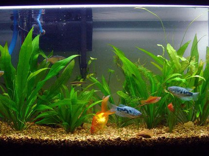 20 gallons planted tank (mostly live plants and fish) - This is one of my 5 tanks.29 gallon tank with 1 gold,some swords,killies,plattys and amazon swords. 20 gallons planted tank (mostly live plants and fish) - This is one of my 5 tanks.29 gallon tank with 1 gold,some swords,killies,plattys and amazon swords.