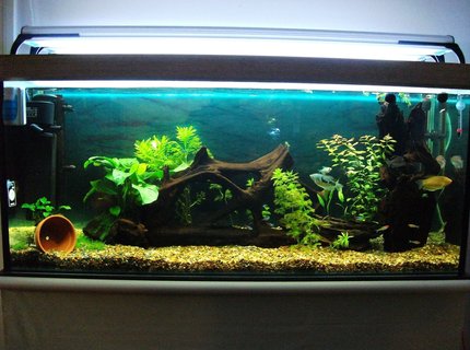 50 gallons planted tank (mostly live plants and fish) - 4ft fresh water tropical planted tank. 50 gallons planted tank (mostly live plants and fish) - 4ft fresh water tropical planted tank.