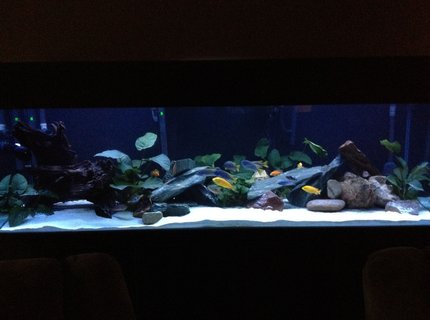 220 gallons planted tank (mostly live plants and fish) - planted cichlid tank 220 gallons planted tank (mostly live plants and fish) - planted cichlid tank