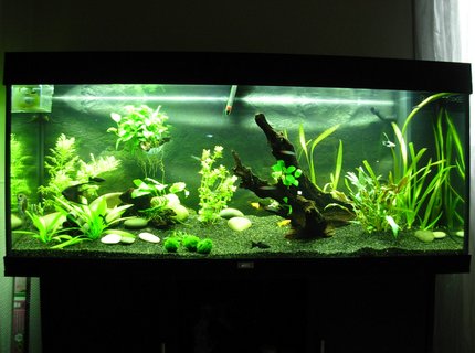 63 gallons planted tank (mostly live plants and fish) - 63 gallons plantes tank 63 gallons planted tank (mostly live plants and fish) - 63 gallons plantes tank