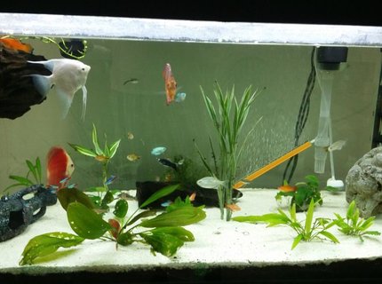52 gallons planted tank (mostly live plants and fish) - Suggestion, comments are welcome. 52 gallons planted tank (mostly live plants and fish) - Suggestion, comments are welcome.