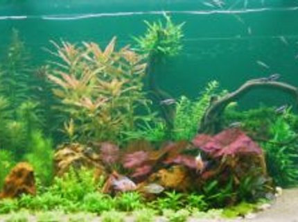 190 gallons planted tank (mostly live plants and fish) - My tank. 190 gallons planted tank (mostly live plants and fish) - My tank.
