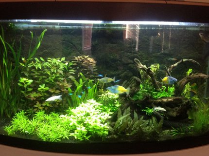 60 gallons planted tank (mostly live plants and fish) - Stu's planted 260L tank 60 gallons planted tank (mostly live plants and fish) - Stu's planted 260L tank