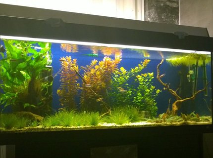 54 gallons planted tank (mostly live plants and fish) - Planted tank 54gallona/240ltr 54 gallons planted tank (mostly live plants and fish) - Planted tank 54gallona/240ltr