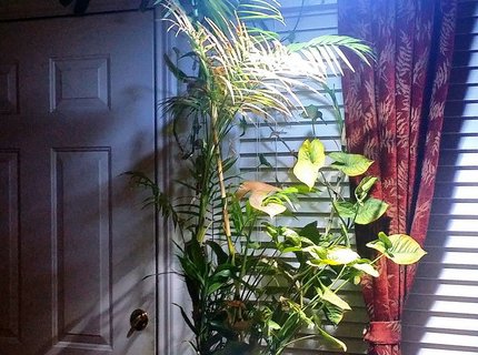 3 gallons planted tank (mostly live plants and fish) - 3 gal 14 yrs 3 gallons planted tank (mostly live plants and fish) - 3 gal 14 yrs