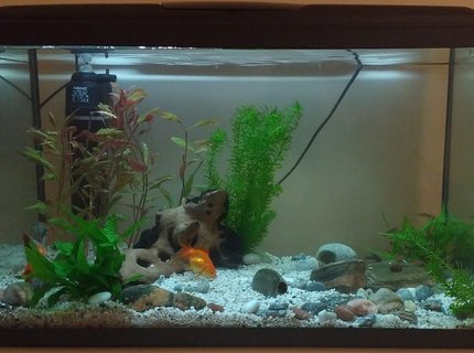 190 gallons planted tank (mostly live plants and fish) - 100 litre freshwater planted tank with bog wood, live plants and rocks. Current fish: Fancy Goldfish, hoplo catfish, glowlight danio, peppered corydora catfish, snails and shrimp.
Thinking about adding a background and more plants, always keen to improve :) 190 gallons planted tank (mostly live plants and fish) - 100 litre freshwater planted tank with bog wood, live plants and rocks. Current fish: Fancy Goldfish, hoplo catfish, glowlight danio, peppered corydora catfish, snails and shrimp.
Thinking about adding a background and more plants, always keen to improve :)