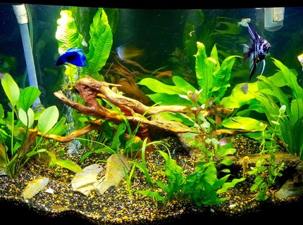 46 gallons planted tank (mostly live plants and fish) - 46 bowfront planted tank 46 gallons planted tank (mostly live plants and fish) - 46 bowfront planted tank