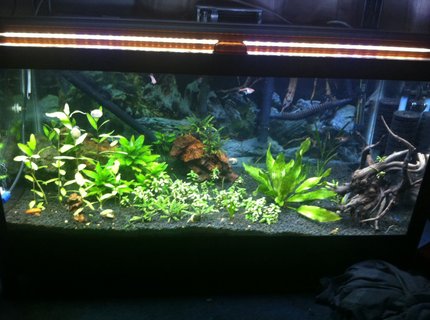 40 gallons planted tank (mostly live plants and fish) - Taken after lights went out so my snails are out and about 40 gallons planted tank (mostly live plants and fish) - Taken after lights went out so my snails are out and about