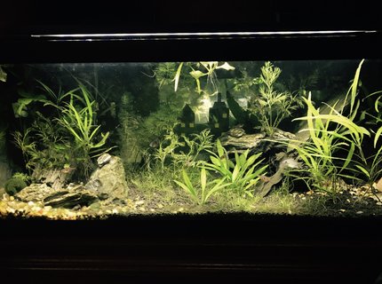 20 gallons planted tank (mostly live plants and fish) - Different lighting 20 gallons planted tank (mostly live plants and fish) - Different lighting
