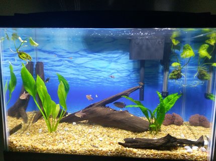 20 gallons planted tank (mostly live plants and fish) - Driftwood, live plants and 3 white tipped rosy tetras, 2 green 1 albino together barbs, 4 harlequin rasboras, yoyo loach, dwarf gourami, 2 ghost shrimp. 20 gallons planted tank (mostly live plants and fish) - Driftwood, live plants and 3 white tipped rosy tetras, 2 green 1 albino together barbs, 4 harlequin rasboras, yoyo loach, dwarf gourami, 2 ghost shrimp.