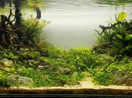 53 gallons planted tank (mostly live plants and fish) - 53gal 53 gallons planted tank (mostly live plants and fish) - 53gal