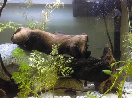 20 gallons planted tank (mostly live plants and fish) - don't mind the bit of mysis shrimp on the plant theyle get to it soon.. 20 gallons planted tank (mostly live plants and fish) - don't mind the bit of mysis shrimp on the plant theyle get to it soon..