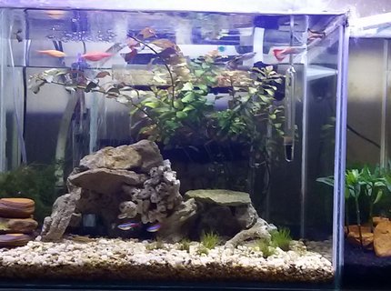 13 gallons planted tank (mostly live plants and fish) - Custom built nano tank & shrimp tank 13 gallons planted tank (mostly live plants and fish) - Custom built nano tank & shrimp tank