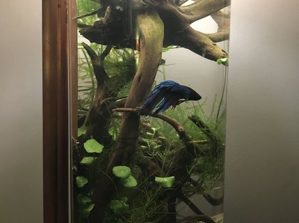 3 gallons planted tank (mostly live plants and fish) - My little betta tank 3 gallons planted tank (mostly live plants and fish) - My little betta tank