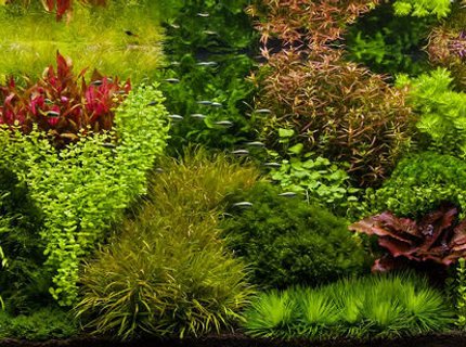 40 gallons planted tank (mostly live plants and fish) - The only type of street i like is a dutch 40 gallons planted tank (mostly live plants and fish) - The only type of street i like is a dutch