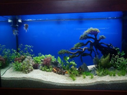 30 gallons planted tank (mostly live plants and fish) - This Tank Is Decorated Using Bonsai Driftwood 30 gallons planted tank (mostly live plants and fish) - This Tank Is Decorated Using Bonsai Driftwood