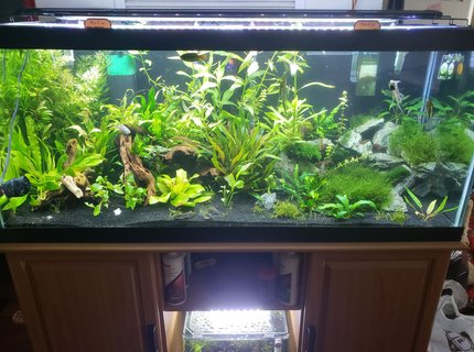 75 gallons planted tank (mostly live plants and fish) - 6 months old, made some changes, as added more driftwood in the left part of tank. 75 gallons planted tank (mostly live plants and fish) - 6 months old, made some changes, as added more driftwood in the left part of tank.