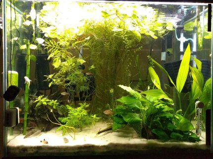 56 gallons planted tank (mostly live plants and fish) - Under Construction 56 gallons planted tank (mostly live plants and fish) - Under Construction