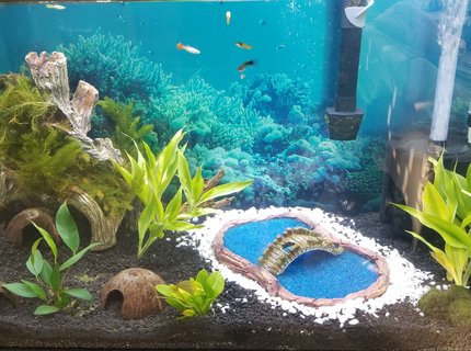65 gallons planted tank (mostly live plants and fish) - My new 65g after a week. 65 gallons planted tank (mostly live plants and fish) - My new 65g after a week.