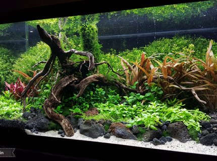 15 gallons planted tank (mostly live plants and fish) - My 15 gallon high energy planted tank. 15 gallons planted tank (mostly live plants and fish) - My 15 gallon high energy planted tank.