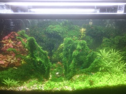 25 gallons planted tank (mostly live plants and fish) - shrimp tank 25 gallons planted tank (mostly live plants and fish) - shrimp tank