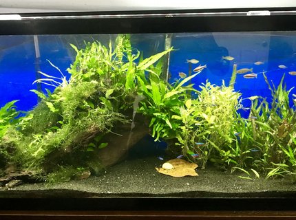 55 gallons planted tank (mostly live plants and fish) - 55 Gallon Planted 55 gallons planted tank (mostly live plants and fish) - 55 Gallon Planted
