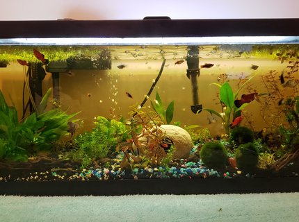 25 gallons planted tank (mostly live plants and fish) - Our 25 gallon community tank.
The yellow tint is tannin from the cholla wood and leaves, and the light is softer and more shaded because the water spangles are thick. Our fish seem to prefer the shaded areas, and most of our plants don't require heavy light to grow, so we let the tank remain somewhat lower light level than average for their comfort. If you want to avoid this tint, just boil the wood and leaves you want to add to the tank for a longer period, we usually only boil wood and leaves for 10 minutes for small pieces since we like the tint. 25 gallons planted tank (mostly live plants and fish) - Our 25 gallon community tank.
The yellow tint is tannin from the cholla wood and leaves, and the light is softer and more shaded because the water spangles are thick. Our fish seem to prefer the shaded areas, and most of our plants don't require heavy light to grow, so we let the tank remain somewhat lower light level than average for their comfort. If you want to avoid this tint, just boil the wood and leaves you want to add to the tank for a longer period, we usually only boil wood and leaves for 10 minutes for small pieces since we like the tint.