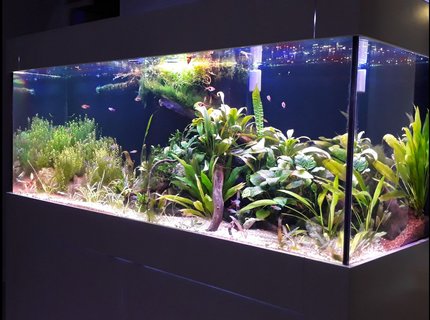 99 gallons planted tank (mostly live plants and fish) - 150*50*50 cm (99 US GALLON), 30 GALLON sump Low tech, DIY Power LED (1 watt) 56 watts fixturePlants: Cryptocoryne Usteriana Red, Sagittaria subulata, Cryptocoryne wendtii brown & green, Bucephalandra Angel Tears, Bucephalandra green wavy, JAVA FERN, Anubias (diff varieties), hydrocotyle tripartita, Bolbitis Heteroclita Difformis, Nymphaea Tiger Lotus (new), Rotala Rotundifolia, Pearlweed, Amazon swords, Pogostemon Helferi, Taiwan Moss. 99 gallons planted tank (mostly live plants and fish) - 150*50*50 cm (99 US GALLON), 30 GALLON sump Low tech, DIY Power LED (1 watt) 56 watts fixturePlants: Cryptocoryne Usteriana Red, Sagittaria subulata, Cryptocoryne wendtii brown & green, Bucephalandra Angel Tears, Bucephalandra green wavy, JAVA FERN, Anubias (diff varieties), hydrocotyle tripartita, Bolbitis Heteroclita Difformis, Nymphaea Tiger Lotus (new), Rotala Rotundifolia, Pearlweed, Amazon swords, Pogostemon Helferi, Taiwan Moss.