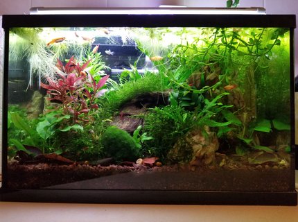 20 gallons planted tank (mostly live plants and fish) - My 5 1/2 gallon low tech planted tank with white cloud minnows and lots of shrimp. Plants are mostly java moss, java fern and anubias. 20 gallons planted tank (mostly live plants and fish) - My 5 1/2 gallon low tech planted tank with white cloud minnows and lots of shrimp. Plants are mostly java moss, java fern and anubias.