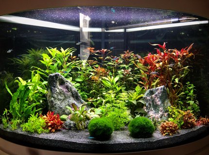 92 gallons planted tank (mostly live plants and fish) - 140l Tetra Planted corner Planted tankIwagumi/Ducth infulence 92 gallons planted tank (mostly live plants and fish) - 140l Tetra Planted corner Planted tankIwagumi/Ducth infulence
