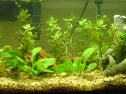 20 gallons planted tank (mostly live plants and fish) - 20 Gallon Long 20 gallons planted tank (mostly live plants and fish) - 20 Gallon Long