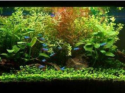 55 gallons planted tank (mostly live plants and fish) - my 55 gallon. 55 gallons planted tank (mostly live plants and fish) - my 55 gallon.