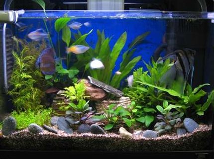 17 gallons planted tank (mostly live plants and fish) - Improved with DIY CO2. 17 gallons planted tank (mostly live plants and fish) - Improved with DIY CO2.