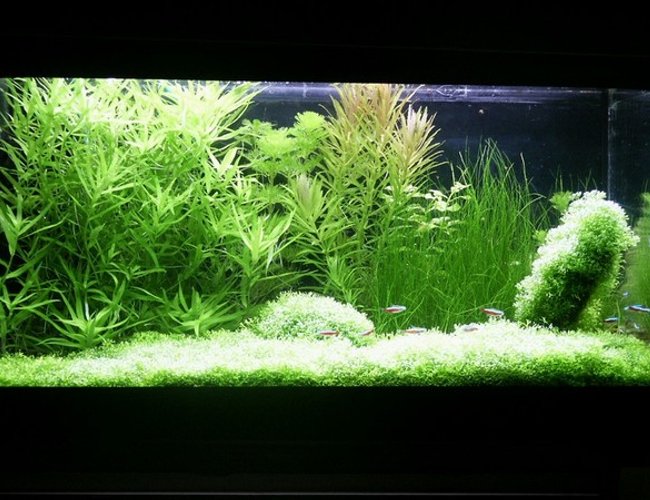 planted tank (mostly live plants and fish) - Volume: 65x32x34 cm, 70 litres (15 galons)
Lighting and photoperiod: 3x 20W (1000lm, 4000K), 11h for day
Description of CO2 System: DIY project (CO2 reactor, JBL CO2 Vario - diffuser)
Plant spiecies list: Riccia fluitans, Heteranthera zosterifolia, Cabomba caroliniana, Limnophila aromatica, Ludwigia repens green, Eleocharis acicularis, Limnophila aquatica
Fish and invertebrate spiecies list: 15 x Cardinal tetra (Paracheirodon axelrodi), 2 x Siamese algae-eater (Crossocheilus siamensis), 4 x Otocinclus mariae
The tank was set up in October 2003. The subtratum is gravel without any fertilizer. Plants were bought alomost in the same time. Aquascape is my own idea. I havent got any serious problems with algae (only incidentally). I add my own-made firtelizer and also N, P and K. Most part of plants is green (except Limnophila aromatica). Fishes and plants create natural contrast.
Water parameters:
pH=6,2-6,6
gH=10
kH=3
NO3=10
NO2=0
PO4=0,5 planted tank (mostly live plants and fish) - Volume: 65x32x34 cm, 70 litres (15 galons)
Lighting and photoperiod: 3x 20W (1000lm, 4000K), 11h for day
Description of CO2 System: DIY project (CO2 reactor, JBL CO2 Vario - diffuser)
Plant spiecies list: Riccia fluitans, Heteranthera zosterifolia, Cabomba caroliniana, Limnophila aromatica, Ludwigia repens green, Eleocharis acicularis, Limnophila aquatica
Fish and invertebrate spiecies list: 15 x Cardinal tetra (Paracheirodon axelrodi), 2 x Siamese algae-eater (Crossocheilus siamensis), 4 x Otocinclus mariae
The tank was set up in October 2003. The subtratum is gravel without any fertilizer. Plants were bought alomost in the same time. Aquascape is my own idea. I havent got any serious problems with algae (only incidentally). I add my own-made firtelizer and also N, P and K. Most part of plants is green (except Limnophila aromatica). Fishes and plants create natural contrast.
Water parameters:
pH=6,2-6,6
gH=10
kH=3
NO3=10
NO2=0
PO4=0,5