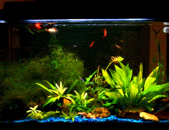 planted tank (mostly live plants and fish) - This isn't the best picture I took, but the available one at the moment.
My 29G tank is on the kitchen counter and becomes the divider between kitchen and the TV/living area so I have no background.
It's a bit tricky to 'landscape' them as I should be able to see the beauty from both sides.
Most of the plants (Java moss, java fern, amazon swords) have been there for months. I just added anubias nana, dwarf lily (not really shown in the picture) and also cork screws recently.
I hope you like them. Please rate me (above 5 please ;P, otherwise don't rate me :-)) planted tank (mostly live plants and fish) - This isn't the best picture I took, but the available one at the moment.
My 29G tank is on the kitchen counter and becomes the divider between kitchen and the TV/living area so I have no background.
It's a bit tricky to 'landscape' them as I should be able to see the beauty from both sides.
Most of the plants (Java moss, java fern, amazon swords) have been there for months. I just added anubias nana, dwarf lily (not really shown in the picture) and also cork screws recently.
I hope you like them. Please rate me (above 5 please ;P, otherwise don't rate me :-))