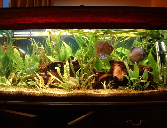 planted tank (mostly live plants and fish) - My discus tank - 6 Discus (4 turqs, 1 blue diamond, 1 snow white/millenium gold cross), cory duplicareas, cardinals, black phantom tetras, bristlenose and 2 rams. 90w lighting, CO2, Eheim 2222 and 2226 externals. Although this is a planted tank, it is NOT a tank for plants planted tank (mostly live plants and fish) - My discus tank - 6 Discus (4 turqs, 1 blue diamond, 1 snow white/millenium gold cross), cory duplicareas, cardinals, black phantom tetras, bristlenose and 2 rams. 90w lighting, CO2, Eheim 2222 and 2226 externals. Although this is a planted tank, it is NOT a tank for plants