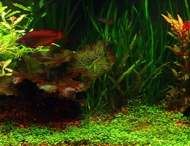 75 gallons planted tank (mostly live plants and fish) - 75 Gallon with 260w 6400k daylight pc lighting and 1 48 inch 2x ODNO GE Aquarays T12 bulb, pressurized co2 injection with diy inline reactor.Occupants include SAE, Otto, Rainbowfish, Gourmai, Freshwater puffers, ghost catfish, some kind of algae shrimp, and probably a couple others I probably forgot. Plants - red tiger lotus, glossostigma, various crypts, hygrophila (sunset, difformis, and polysperma), mermaid weed, vals (giant, tiger, spiral) plus several others I either forgot or may not have positivly identified yet... 75 gallons planted tank (mostly live plants and fish) - 75 Gallon with 260w 6400k daylight pc lighting and 1 48 inch 2x ODNO GE Aquarays T12 bulb, pressurized co2 injection with diy inline reactor.Occupants include SAE, Otto, Rainbowfish, Gourmai, Freshwater puffers, ghost catfish, some kind of algae shrimp, and probably a couple others I probably forgot. Plants - red tiger lotus, glossostigma, various crypts, hygrophila (sunset, difformis, and polysperma), mermaid weed, vals (giant, tiger, spiral) plus several others I either forgot or may not have positivly identified yet...