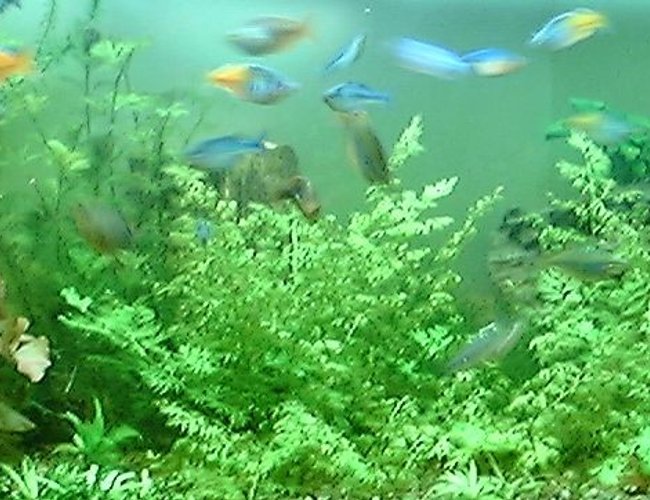 125 gallons planted tank (mostly live plants and fish) - 125 gal.Ferns, Anubius, crypt, grasses, lilies, ect. The school of rainbows is about 25 deep. 2x160w vho, 3x55w pc. ebo jaeger heater, penguin 300 biowheel, 802 power head. Let me know whAT YOU THINK! 125 gallons planted tank (mostly live plants and fish) - 125 gal.Ferns, Anubius, crypt, grasses, lilies, ect. The school of rainbows is about 25 deep. 2x160w vho, 3x55w pc. ebo jaeger heater, penguin 300 biowheel, 802 power head. Let me know whAT YOU THINK!