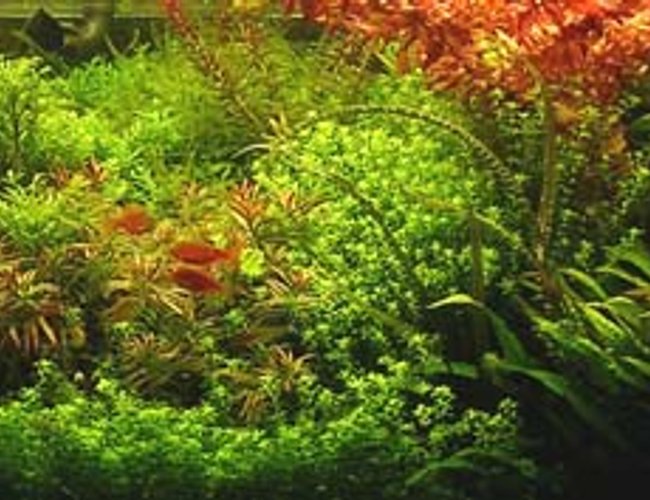 75 gallons planted tank (mostly live plants and fish) - 75G with pressurized CO2 injection. Approx. 300W of ODNO lighting. Fertilize with KNO3, K2SO4, Fleet Enema, and Tropica Master Grow. 75 gallons planted tank (mostly live plants and fish) - 75G with pressurized CO2 injection. Approx. 300W of ODNO lighting. Fertilize with KNO3, K2SO4, Fleet Enema, and Tropica Master Grow.