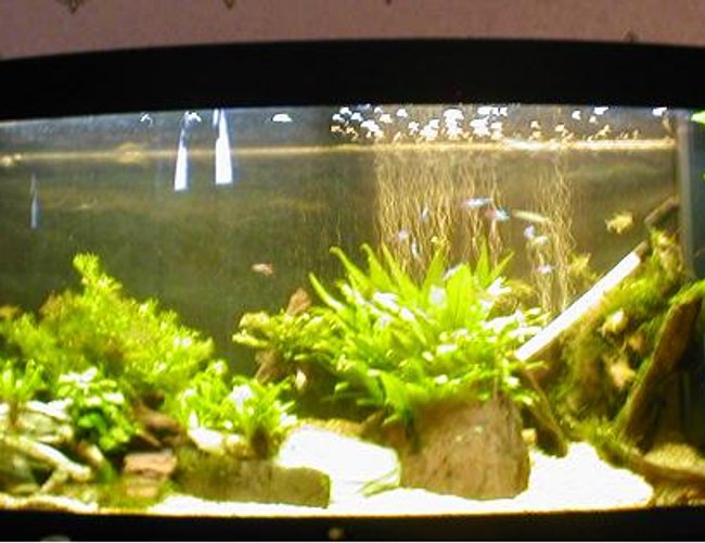 60 gallons planted tank (mostly live plants and fish) 60 gallons planted tank (mostly live plants and fish)