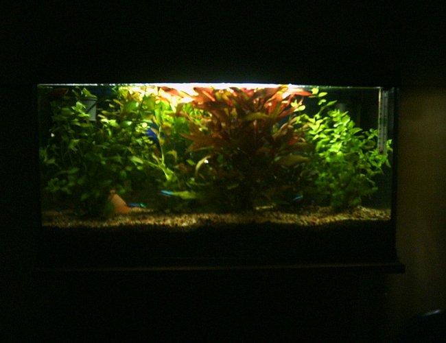 planted tank (mostly live plants and fish) - 14gallon planted tank, 2 dwarf catfish, 15 neon tetras, 2 gourami's, 5 tiger barb planted tank (mostly live plants and fish) - 14gallon planted tank, 2 dwarf catfish, 15 neon tetras, 2 gourami's, 5 tiger barb