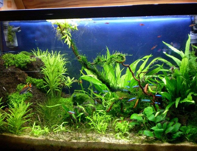 25 gallons planted tank (mostly live plants and fish) - my tank
2 months old 25 gallons planted tank (mostly live plants and fish) - my tank
2 months old