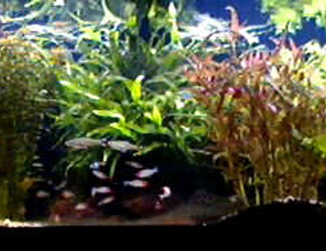 125 gallons planted tank (mostly live plants and fish) - Sorry!Picture quality is limited by the upload capacity of the site. 125 gallons planted tank (mostly live plants and fish) - Sorry!Picture quality is limited by the upload capacity of the site.