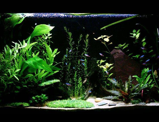 33 gallons planted tank (mostly live plants and fish) - 'The Clearing'
33G Hi-Tec Planted Tank 33 gallons planted tank (mostly live plants and fish) - 'The Clearing'
33G Hi-Tec Planted Tank