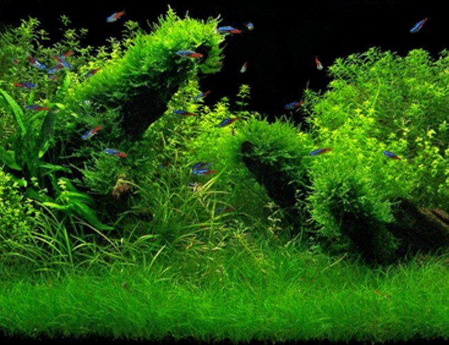 35 gallons planted tank (mostly live plants and fish) - 150L 35 gallons planted tank (mostly live plants and fish) - 150L