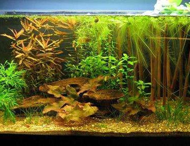 13 gallons planted tank (mostly live plants and fish) - 13 gallon Asian biotope 13 gallons planted tank (mostly live plants and fish) - 13 gallon Asian biotope