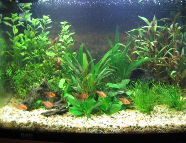 25 gallons planted tank (mostly live plants and fish) - This is my first ever aquarium. 90 litres, Aqua One tank. A work in progress...learning as I go. Currently have 8 serpaes, 10 black neons, 2 albino cories and 2 otos. Only problem is, now I'm hooked and want another, bigger aquarium! 25 gallons planted tank (mostly live plants and fish) - This is my first ever aquarium. 90 litres, Aqua One tank. A work in progress...learning as I go. Currently have 8 serpaes, 10 black neons, 2 albino cories and 2 otos. Only problem is, now I'm hooked and want another, bigger aquarium!