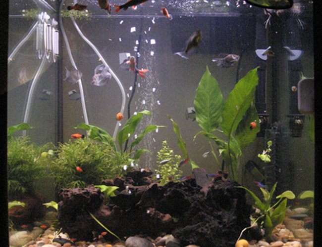 33 gallons planted tank (mostly live plants and fish) - day 4 on co2 diy with a disperser. plants look a bit greener and the water is clearer 33 gallons planted tank (mostly live plants and fish) - day 4 on co2 diy with a disperser. plants look a bit greener and the water is clearer
